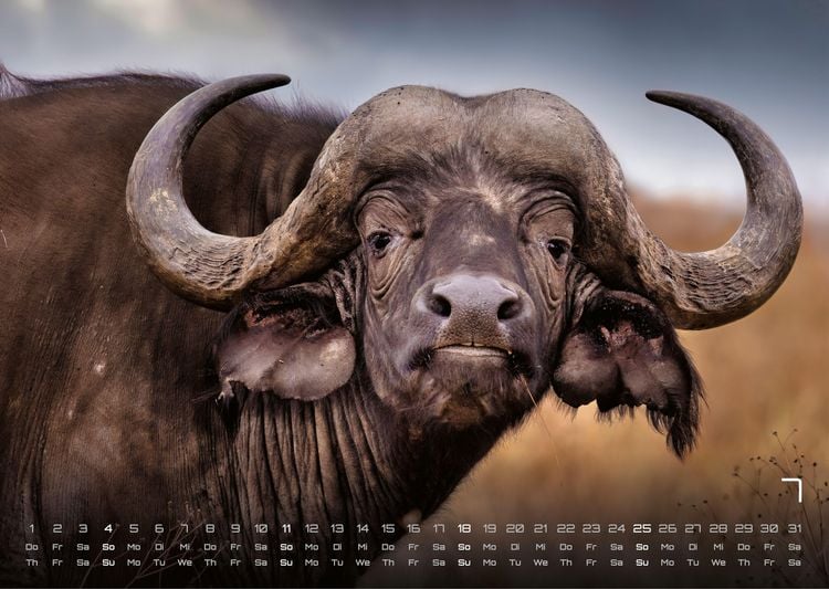 Produktbild: Afrikas Tierwelt - Der Tierkalender - 2027 - Kalender DIN A3