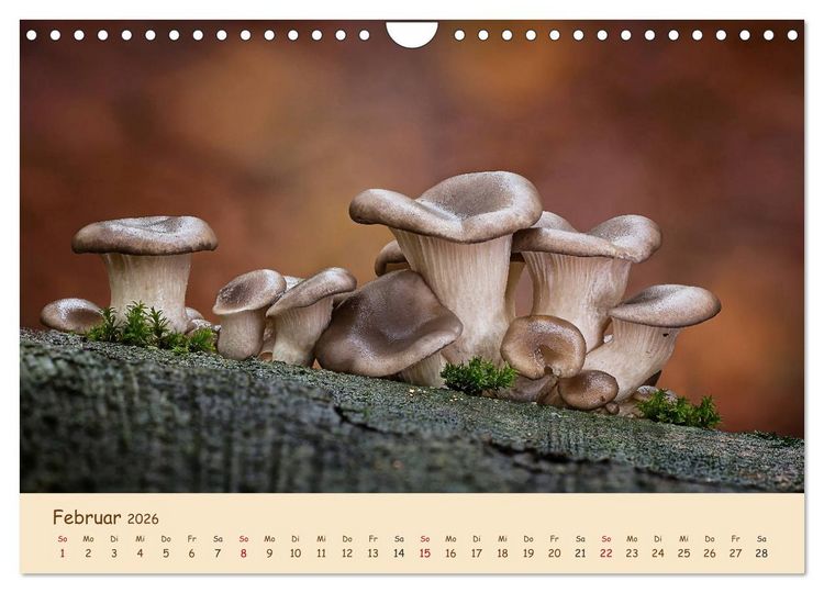 Produktbild: Pilzgalerie - Eindrucksvolle Aufnahmen von unseren heimischen Pilzen (Wandkalender 2026 DIN A4 quer), CALVENDO Monatskalender