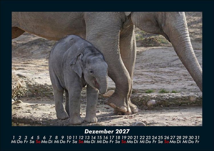 Produktbild: Elefanten 2027 Fotokalender DIN A5