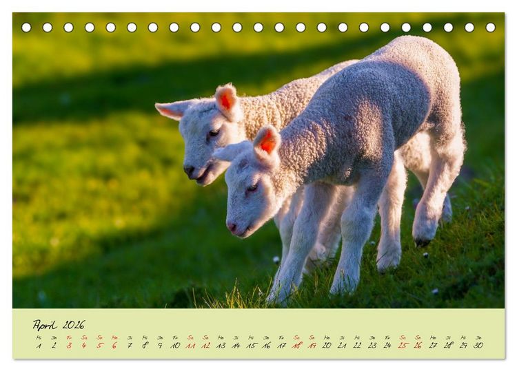 Produktbild: Brut- und Setzzeit. Neues Leben entsteht. (Tischkalender 2026 DIN A5 quer), CALVENDO Monatskalender