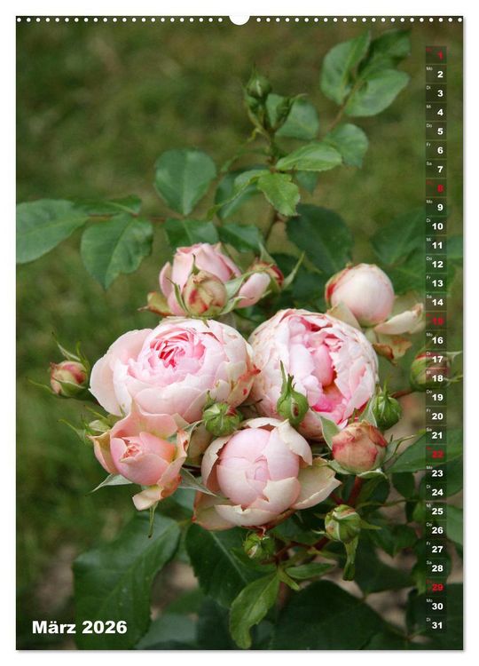 Produktbild: Sch&ouml;nste Rosen (Wandkalender 2026 DIN A2 hoch), CALVENDO Monatskalender
