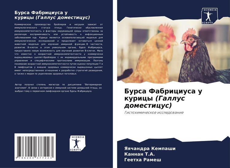 Produktbild: Bursa Fabriciusa u kuricy (Gallus domesticus)