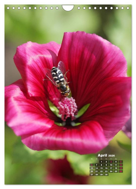 Produktbild: Malvenbl&uuml;te (Wandkalender 2026 DIN A4 hoch), CALVENDO Monatskalender