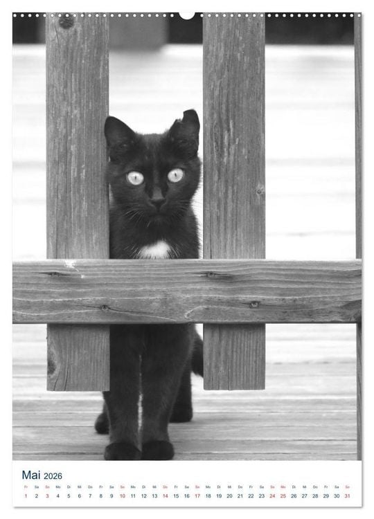 Produktbild: Wilde Katzen - Korsikas Samtpfoten (Wandkalender 2026 DIN A2 hoch), CALVENDO Monatskalender