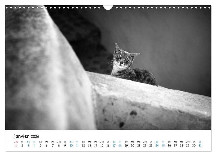 Produktbild: Chats de Santorin - Les princes d'Oia en noir et blanc (Calendrier mural 2026 DIN A3 vertical), CALVENDO calendrier mensuel