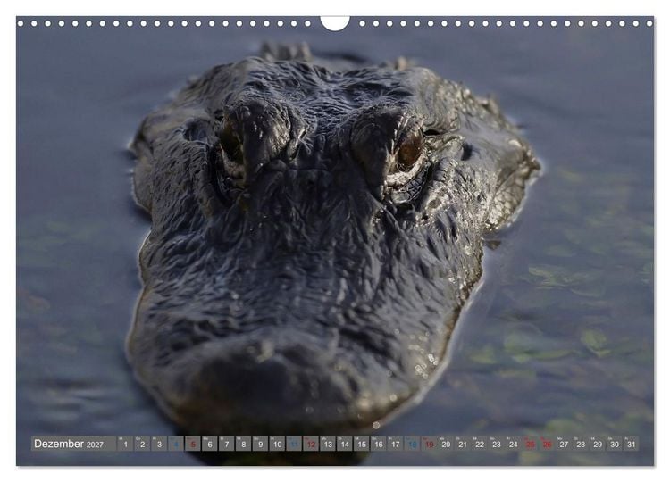 Produktbild: Sunshine State Florida Natur, Tierwelt und Nationalparks (Wandkalender 2027 DIN A3 quer), CALVENDO Monatskalender
