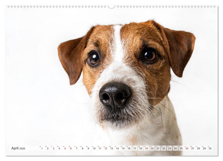 Produktbild: Kleine Hunde - Gro&szlig;e Blicke (hochwertiger Premium Wandkalender 2026 DIN A2 quer), Kunstdruck in Hochglanz