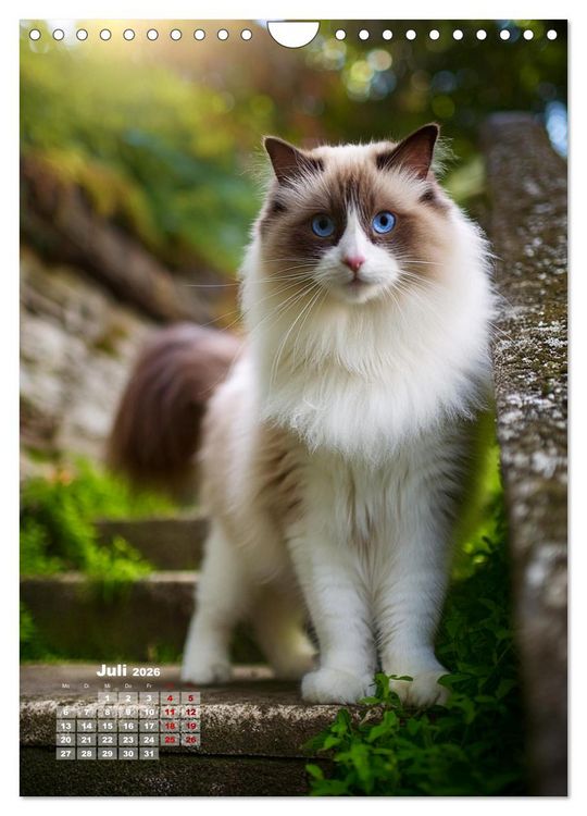 Produktbild: Pfotenabenteuer - Ragdolls in der Natur (Wandkalender 2026 DIN A4 hoch), CALVENDO Monatskalender