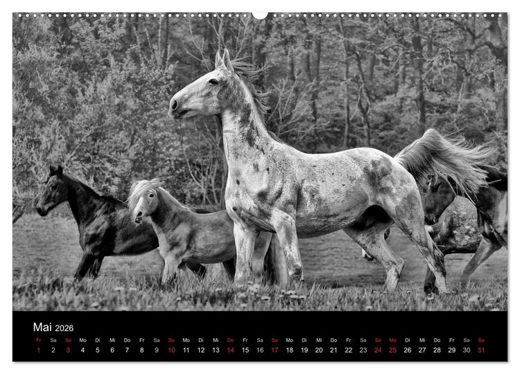 Produktbild: Pferde 2026 Wild Thing (Wandkalender 2026 DIN A2 quer), CALVENDO Monatskalender