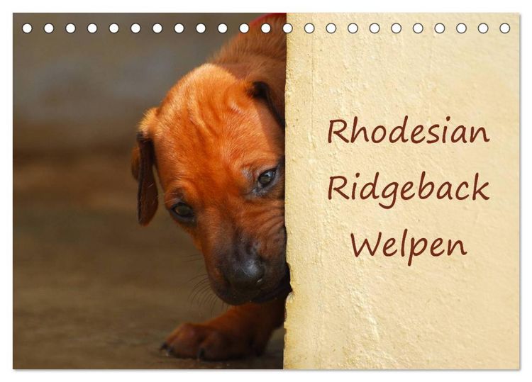 Produktbild: Rhodesian Ridgeback Welpen (Tischkalender 2026 DIN A5 quer), CALVENDO Monatskalender