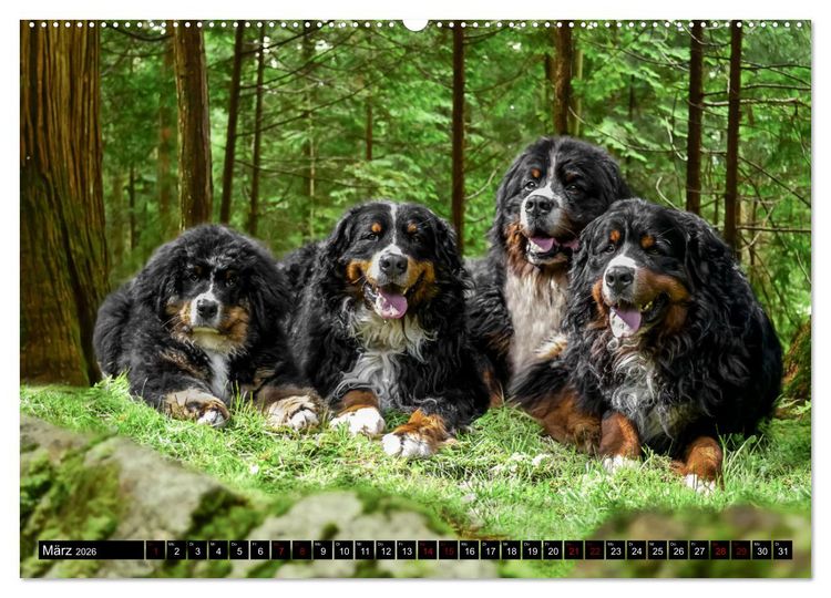 Produktbild: Berner Sennenhunde - Faszinierende Herzensbrecher (Wandkalender 2026 DIN A2 quer), CALVENDO Monatskalender
