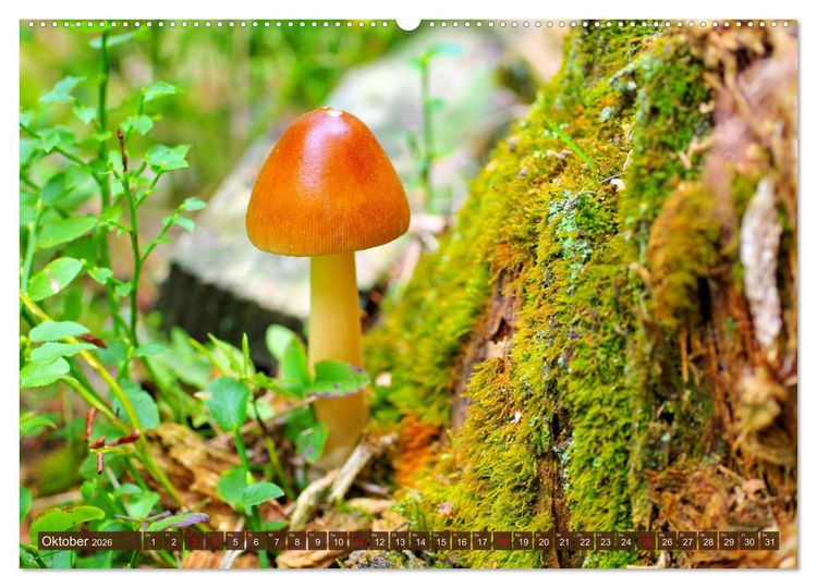 Produktbild: Herbstzeit ist Pilzezeit (hochwertiger Premium Wandkalender 2026 DIN A2 quer), Kunstdruck in Hochglanz