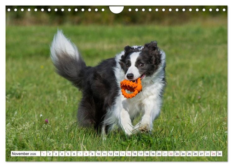 Produktbild: Traumhund Border Collie (Wandkalender 2026 DIN A4 quer), CALVENDO Monatskalender