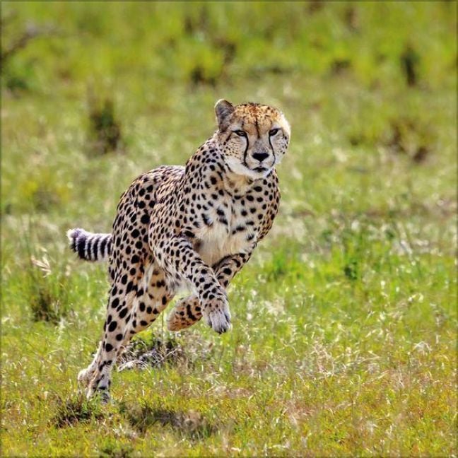Produktbild: Big Cats 2027
