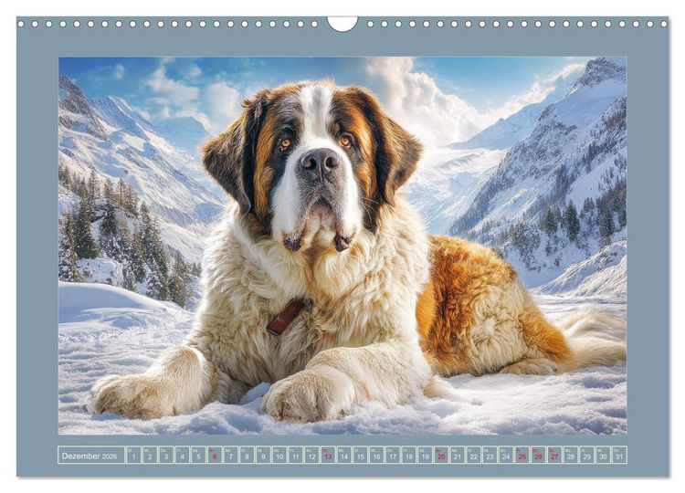 Produktbild: K&ouml;nigliche Bernhardiner. Die sanften Riesen der Alpen (Wandkalender 2026 DIN A3 quer), CALVENDO Monatskalender