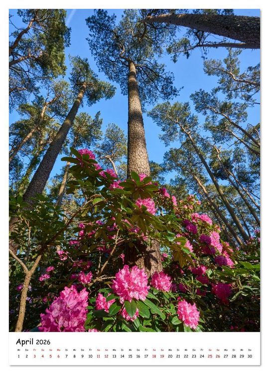 Produktbild: Zauberhafte Rhododendren (Wandkalender 2026 DIN A3 hoch), CALVENDO Monatskalender