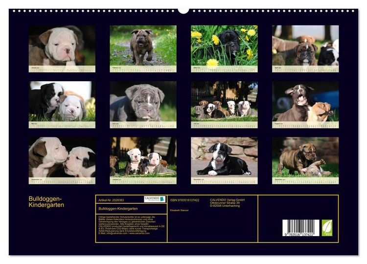 Produktbild: Bulldoggen-Kindergarten (hochwertiger Premium Wandkalender 2026 DIN A2 quer), Kunstdruck in Hochglanz