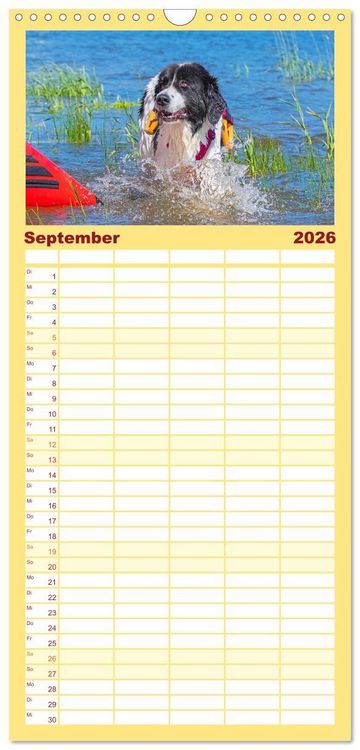 Produktbild: Familienplaner 2026 - Landseer - Ein starker Freund auf 4 Pfoten mit 5 Spalten (Wandkalender, 21 x 45 cm) CALVENDO