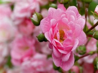 Produktbild: CALVENDO Puzzle Rose - K&ouml;nigin der Blumen | 1000 Teile Lege-Gr&ouml;&szlig;e 64x48cm Foto-Puzzle f&uuml;r gl&uuml;ckliche Stunden