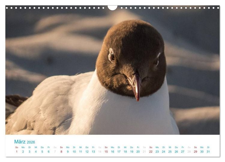 Produktbild: Der Dar&szlig; Kalender (Wandkalender 2026 DIN A3 quer), CALVENDO Monatskalender