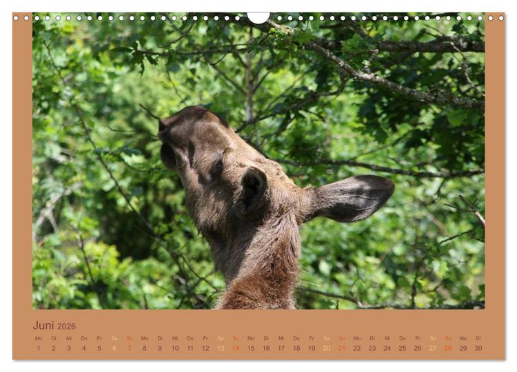 Produktbild: S&uuml;dschweden (Wandkalender 2026 DIN A3 quer), CALVENDO Monatskalender