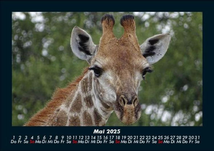 Produktbild: Giraffen 2025 Fotokalender DIN A5