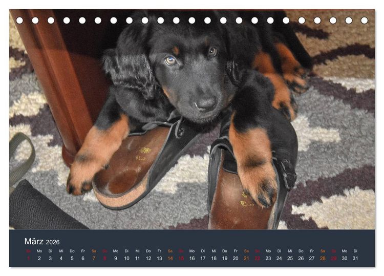 Produktbild: Ein Hovawart, ein Wachhund (Tischkalender 2026 DIN A5 quer), CALVENDO Monatskalender