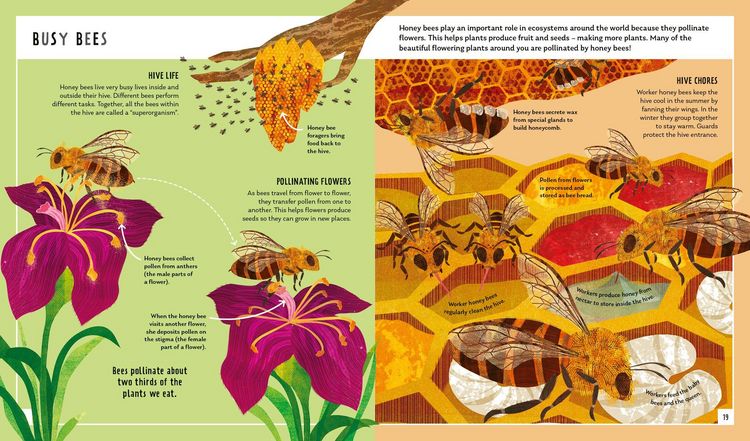 Produktbild: Honey Bee (Young Zoologist)