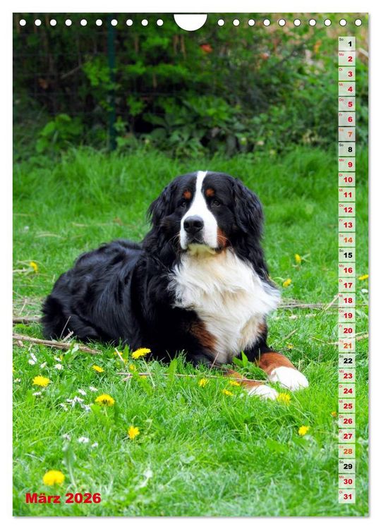Produktbild: B&Auml;R - Der Berner Sennenhund (Wandkalender 2026 DIN A4 hoch), CALVENDO Monatskalender