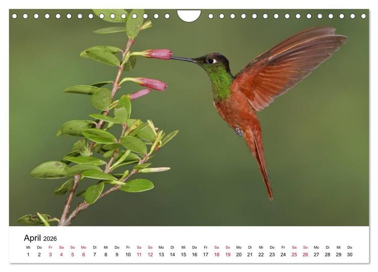 Produktbild: Kolibris - Juwelen der L&uuml;fte (Wandkalender 2026 DIN A4 quer), CALVENDO Monatskalender