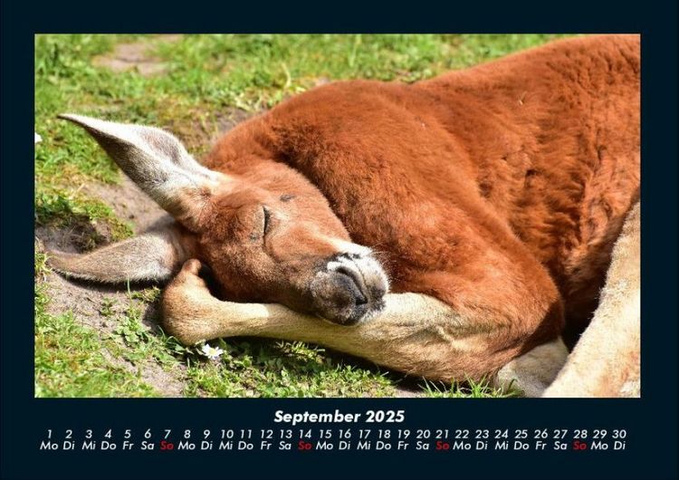 Produktbild: Tierkalender 2025 Fotokalender DIN A4