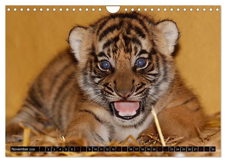 Produktbild: GROSSKATZEN GANZ KLEIN (Wandkalender 2026 DIN A4 quer), CALVENDO Monatskalender