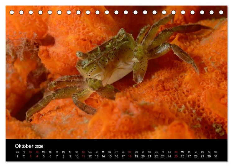 Produktbild: Unterwasser (Tischkalender 2026 DIN A5 quer), CALVENDO Monatskalender