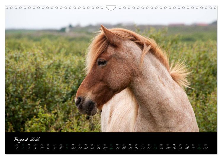 Produktbild: Charakterk&ouml;pfe Islandpferde (Wandkalender 2026 DIN A3 quer), CALVENDO Monatskalender