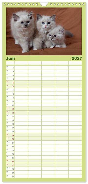 Produktbild: Familienplaner 2027 - Ragdoll Kitten mit 5 Spalten (Wandkalender, 21 x 45 cm) CALVENDO