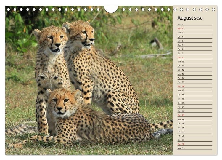 Produktbild: Geparden - Ein Leben in Afrika (Wandkalender 2026 DIN A4 quer), CALVENDO Monatskalender