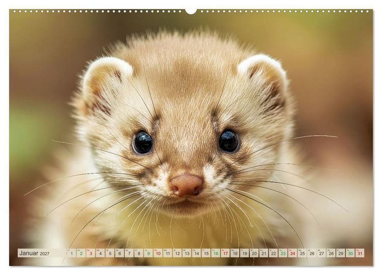 Produktbild: Babys der Wildnis (Wandkalender 2027 DIN A2 quer), CALVENDO Monatskalender