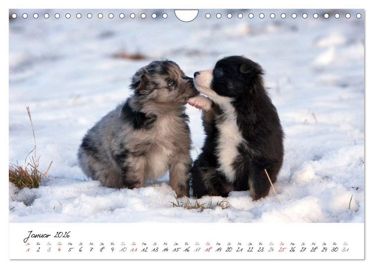 Produktbild: Aussie Welpen 2026 (Wandkalender 2026 DIN A4 quer), CALVENDO Monatskalender