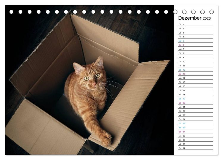 Produktbild: Karton Katzen (Tischkalender 2026 DIN A5 quer), CALVENDO Monatskalender