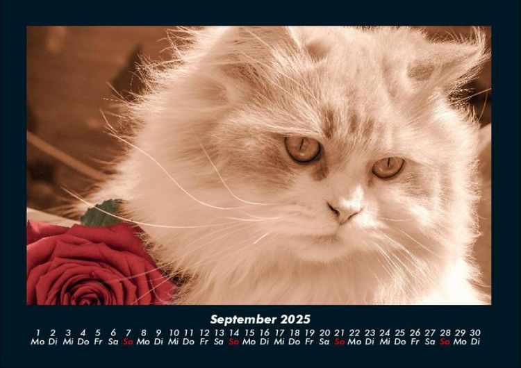 Produktbild: F&uuml;r Katzenfreunde 2025 Fotokalender DIN A4