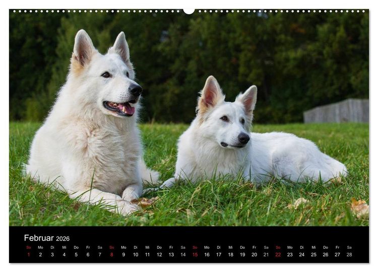 Produktbild: Wei&szlig;er Schweizer Sch&auml;ferhund - Ein Tag im Leben einer Hundefamilie (Wandkalender 2026 DIN A2 quer), CALVENDO Monatskalender