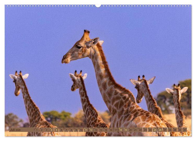 Produktbild: Wildlife Namibia - Etosha und Kalahari (hochwertiger Premium Wandkalender 2026 DIN A2 quer), Kunstdruck in Hochglanz