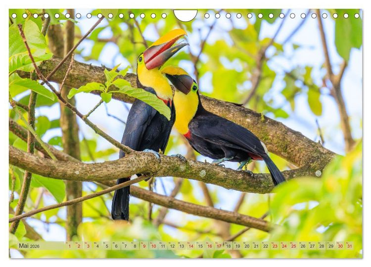Produktbild: Tropenparadies zwischen Ozeanen Costa Rica (Wandkalender 2026 DIN A4 quer), CALVENDO Monatskalender