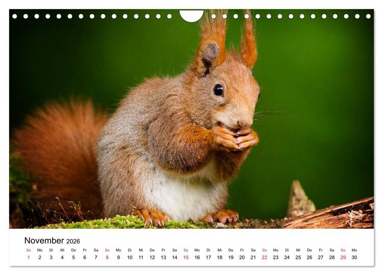 Produktbild: Unsere heimische Tierwelt (Wandkalender 2026 DIN A4 quer), CALVENDO Monatskalender