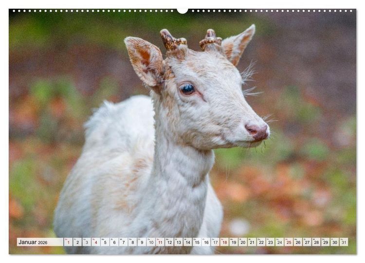 Produktbild: Rehe - Sanfte Waldbewohner (hochwertiger Premium Wandkalender 2026 DIN A2 quer), Kunstdruck in Hochglanz