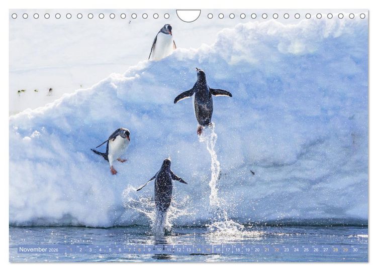 Produktbild: Pinguine: Gehupft wie gesprungen (Wandkalender 2026 DIN A4 quer), CALVENDO Monatskalender