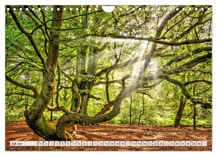 Produktbild: Naturpark Reinhardswald - Wo die Sababurg auf die Weser trifft (Wandkalender 2027 DIN A4 quer), CALVENDO Monatskalender