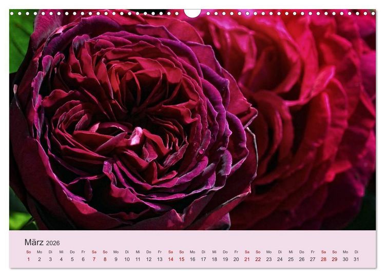 Produktbild: Rosen Reigen im Garten (Wandkalender 2026 DIN A3 quer), CALVENDO Monatskalender