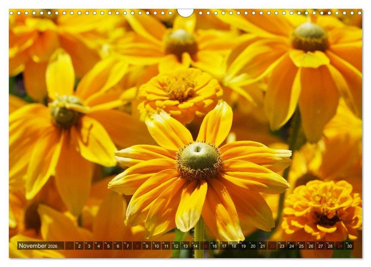 Produktbild: Sonnenhut im Garten (Wandkalender 2026 DIN A3 quer), CALVENDO Monatskalender