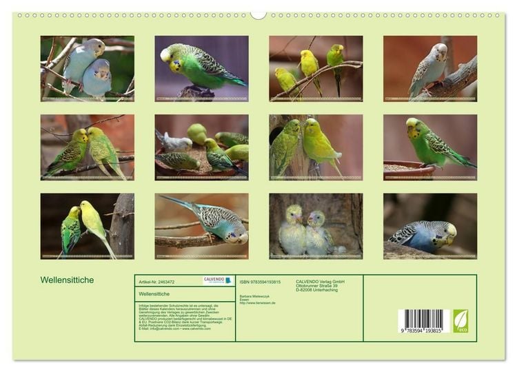 Produktbild: Wellensittiche (hochwertiger Premium Wandkalender 2027 DIN A2 quer), Kunstdruck in Hochglanz